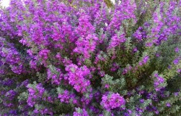 Black Canyon Ranch RV - Purple Flowers
