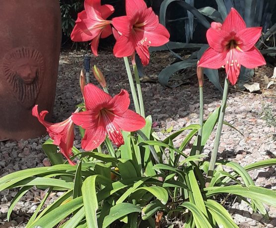 Black Canyon Ranch RV - Red Flowers